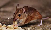 24 Hour & Emergency Exterminators in Adair Village, OR
